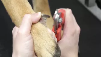 Funny dog wants to save his sister from the LAVA sprayer