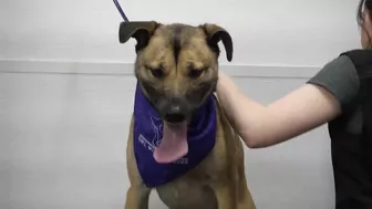 Funny dog wants to save his sister from the LAVA sprayer