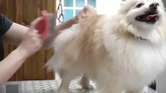 Funny dog wants to save his sister from the LAVA sprayer