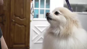 Funny dog wants to save his sister from the LAVA sprayer