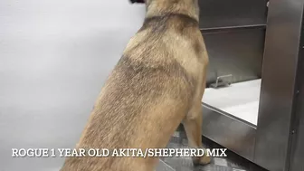 Funny dog wants to save his sister from the LAVA sprayer