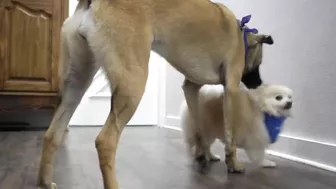 Funny dog wants to save his sister from the LAVA sprayer