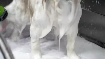 Funny dog wants to save his sister from the LAVA sprayer