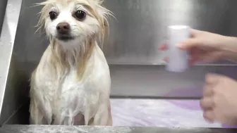 Funny dog wants to save his sister from the LAVA sprayer