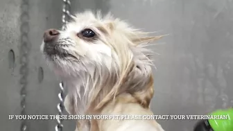 Funny dog wants to save his sister from the LAVA sprayer