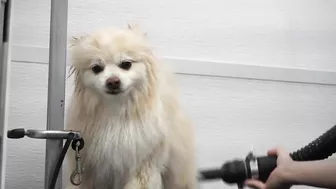 Funny dog wants to save his sister from the LAVA sprayer