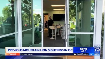 Mountain lion spotted in Newport Beach