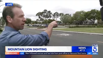 Mountain lion spotted in Newport Beach