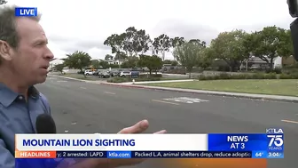 Mountain lion spotted in Newport Beach