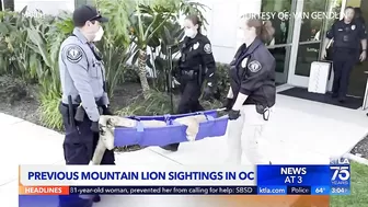 Mountain lion spotted in Newport Beach