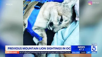 Mountain lion spotted in Newport Beach