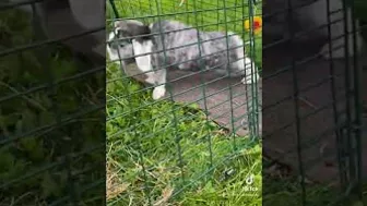 Mini Lop Rabbit stretching! #fyp #shorts #shorts #rabbits