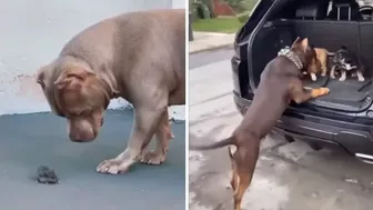 Pitbulls Being Wholesome EP.59 | Funny and Cute Pitbull Compilation