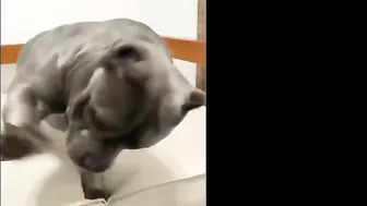 Pitbulls Being Wholesome EP.59 | Funny and Cute Pitbull Compilation