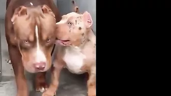 Pitbulls Being Wholesome EP.59 | Funny and Cute Pitbull Compilation