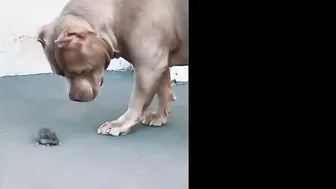 Pitbulls Being Wholesome EP.59 | Funny and Cute Pitbull Compilation