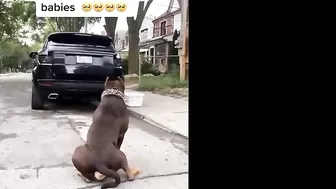 Pitbulls Being Wholesome EP.59 | Funny and Cute Pitbull Compilation