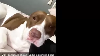 Pitbulls Being Wholesome EP.59 | Funny and Cute Pitbull Compilation