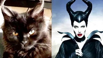 10 Cats Who Look Exactly Like Their Celebrity Doppelgangers