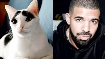 10 Cats Who Look Exactly Like Their Celebrity Doppelgangers