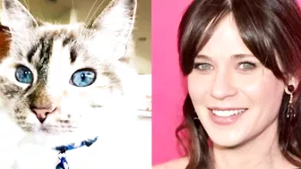 10 Cats Who Look Exactly Like Their Celebrity Doppelgangers