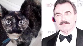 10 Cats Who Look Exactly Like Their Celebrity Doppelgangers