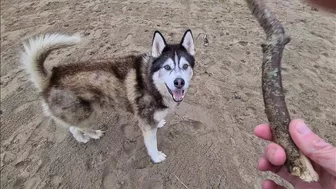 Husky Runs to The Beach Kissing a Lady on the Way!