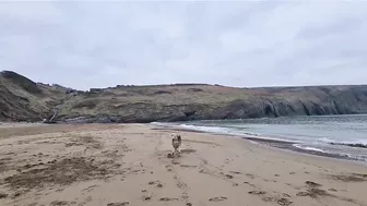 Husky Runs to The Beach Kissing a Lady on the Way!