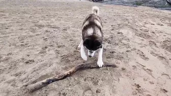 Husky Runs to The Beach Kissing a Lady on the Way!