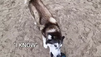 Husky Runs to The Beach Kissing a Lady on the Way!