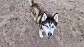 Husky Runs to The Beach Kissing a Lady on the Way!