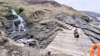 Husky Runs to The Beach Kissing a Lady on the Way!