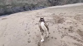 Husky Runs to The Beach Kissing a Lady on the Way!