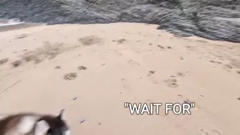 Husky Runs to The Beach Kissing a Lady on the Way!