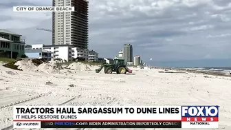 Orange Beach moving sargassum to help restore dunes