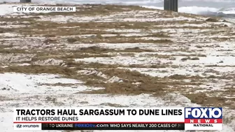 Orange Beach moving sargassum to help restore dunes