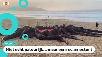 Huh?! Monster aangespoeld op het strand