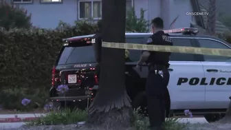 Pursuit Suspect Crashes Into Palm Tree, Dies | Huntington Beach