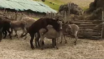 #6 Super funny video animals/Donkey and Donkeys meeting groom each other May 29. 2022