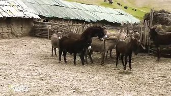 #6 Super funny video animals/Donkey and Donkeys meeting groom each other May 29. 2022