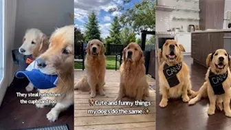 Cute And Funny Things My Dogs Do The Same