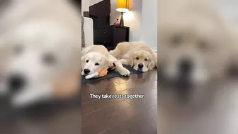 Cute And Funny Things My Dogs Do The Same