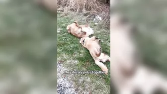 Cute And Funny Things My Dogs Do The Same