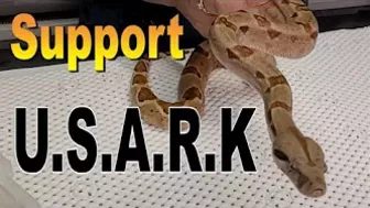 Support U.S..A.R.K. Super Salmon DH Snow Boa