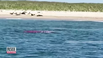 ‘Monster’ Shark Spotted Off New York Beach