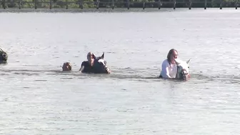 You can swim with a horse along this Florida beach