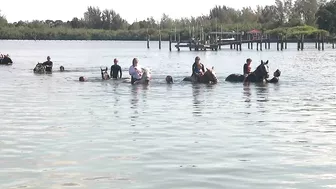 You can swim with a horse along this Florida beach