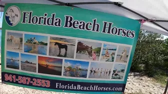 You can swim with a horse along this Florida beach