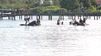 You can swim with a horse along this Florida beach