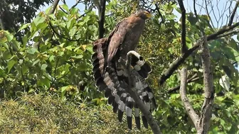 1110601 The crested serpent eagle stretching and call.